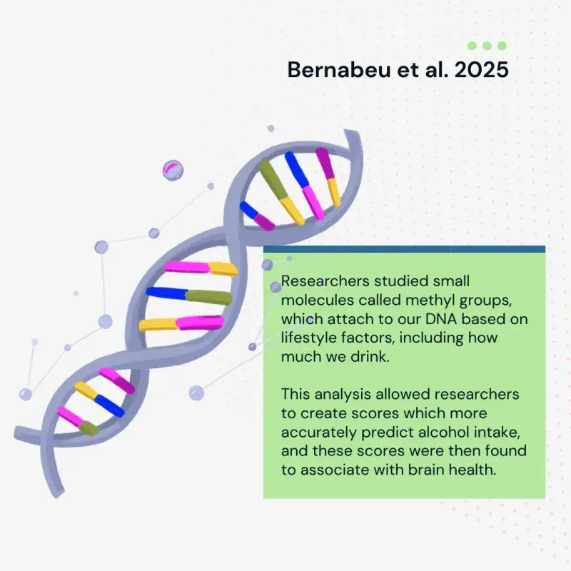 Researchers studied small molecules called methyl groups, which attach to our DNA based on lifestyle factors, including how much we drink.  This analysis allowed researchers to create scores which more accurately predict alcohol intake, and these scores were then found to associate with brain health.
